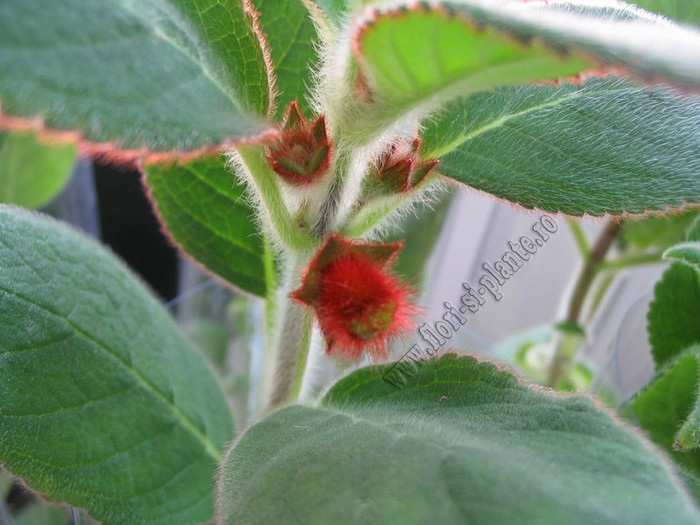 Kohleria An´s Fast Love; 2012
