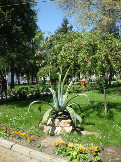  - Satu Mare