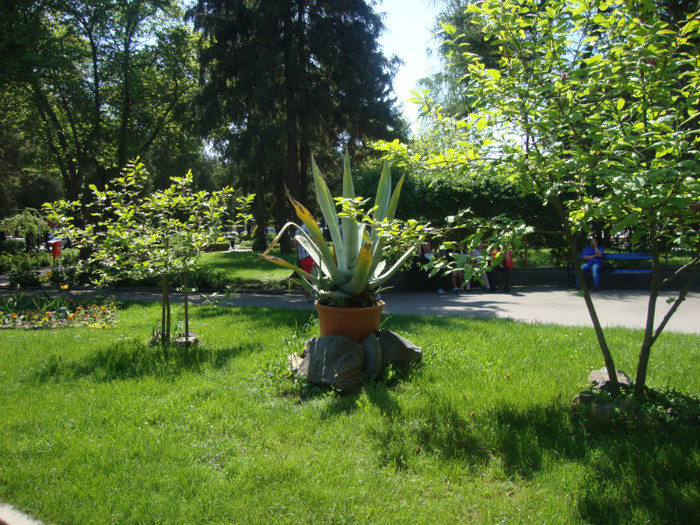  - Satu Mare