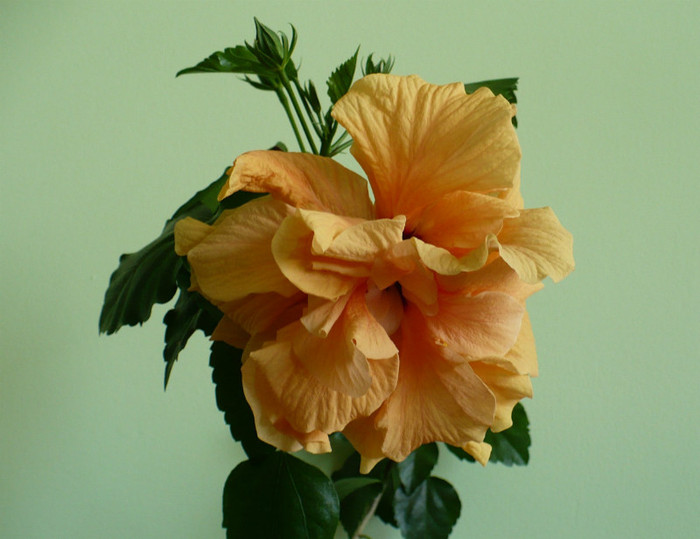 Hibiscus involt galben-caisa