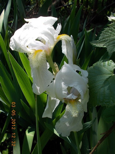 DSCN1533 - anotimpuri inflorite 2012