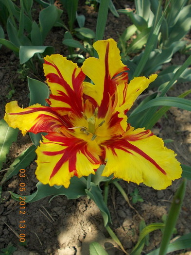 DSCN1543 - anotimpuri inflorite 2012