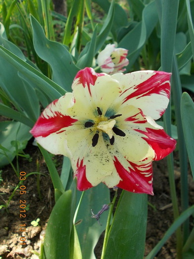 DSCN1545 - anotimpuri inflorite 2012