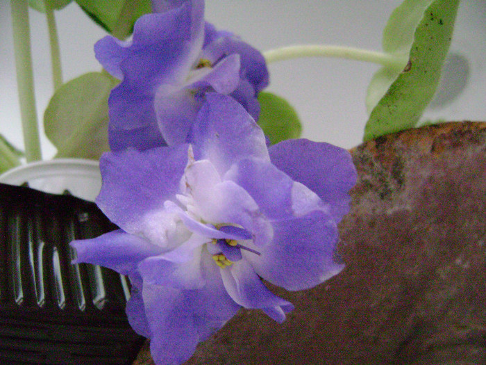 DSC08600 - violete 2012