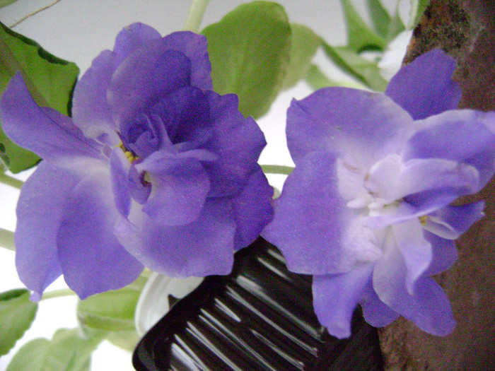 DSC08601 - violete 2012