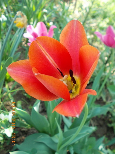 DSCN1547 - anotimpuri inflorite 2012