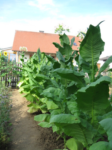 tutun Virginia - a- copaci si plante diverse pt Romania