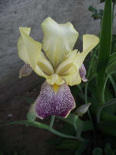 DSCF7024