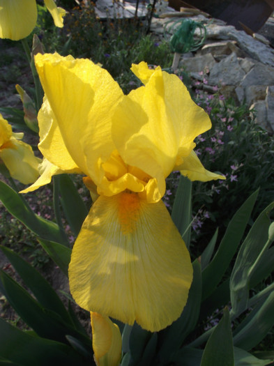 iris galben