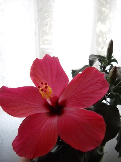 004 - HIBISCUS - 2012