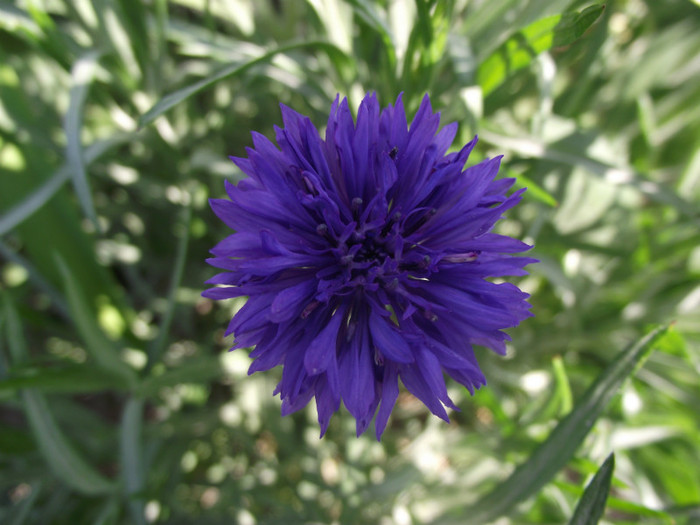 DSCF7013