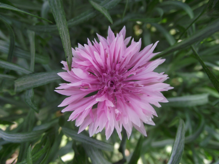 DSCF7014