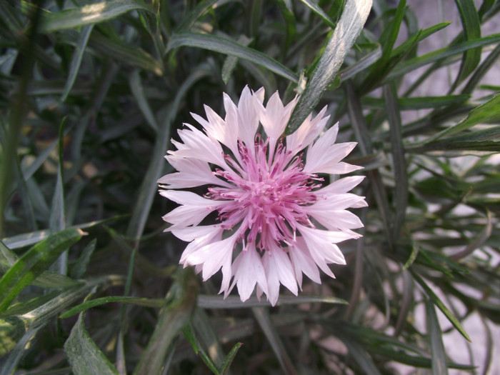 DSCF7026