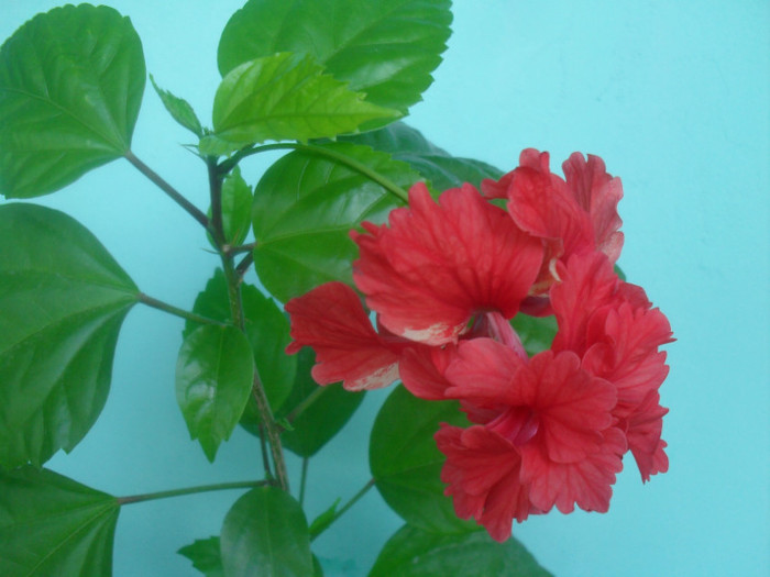 SDC17646 - HIBISCUS EL CAPITOLIO RED  2012