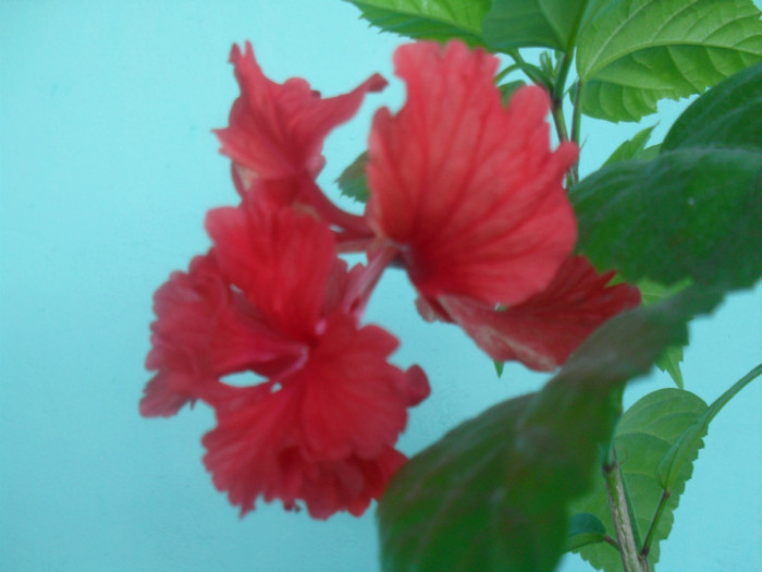 SDC17649 - HIBISCUS EL CAPITOLIO RED  2012