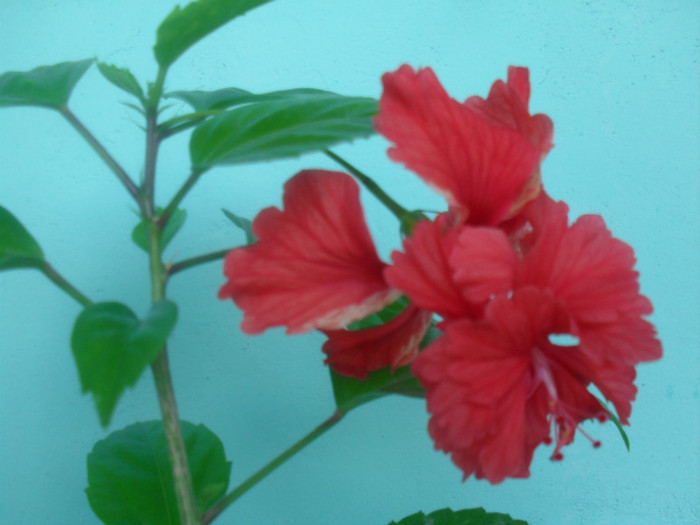 SDC17655 - HIBISCUS EL CAPITOLIO RED  2012