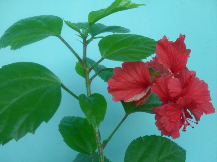 SDC17659 - HIBISCUS EL CAPITOLIO RED  2012