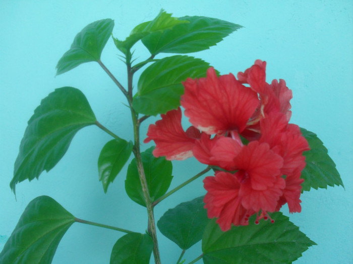 SDC17664 - HIBISCUS EL CAPITOLIO RED  2012