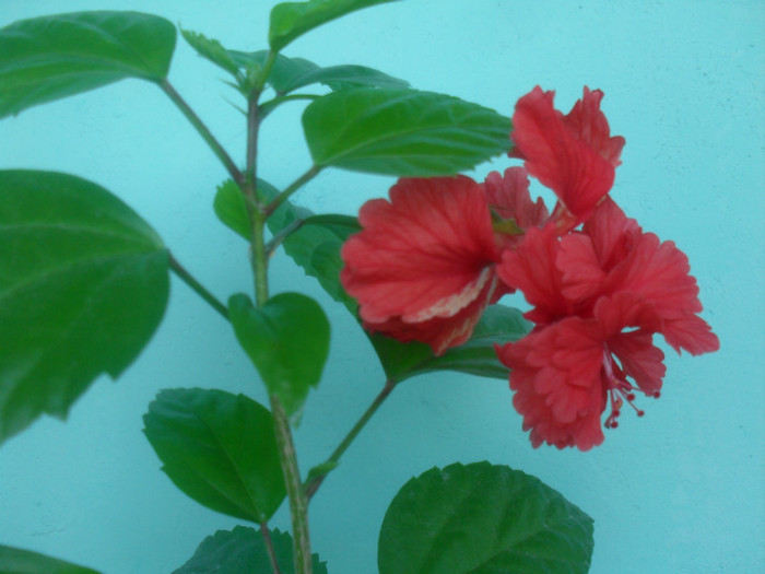 SDC17665 - HIBISCUS EL CAPITOLIO RED  2012