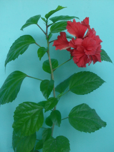 SDC17653 - HIBISCUS EL CAPITOLIO RED  2012