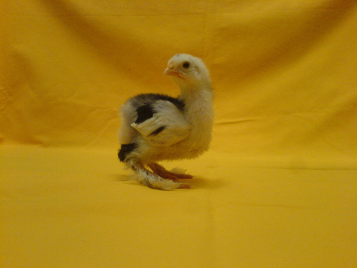 DSC02408
