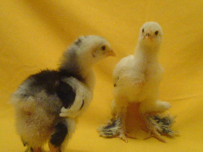 DSC02417
