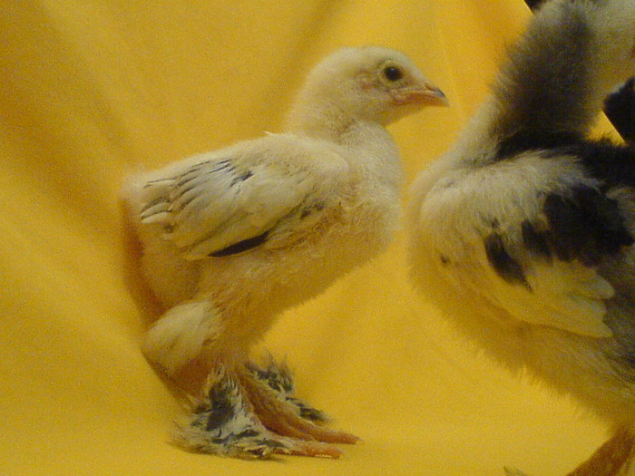 DSC02418