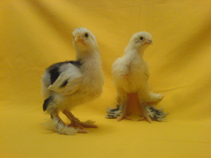 DSC02420