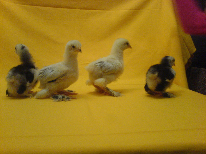 DSC02424