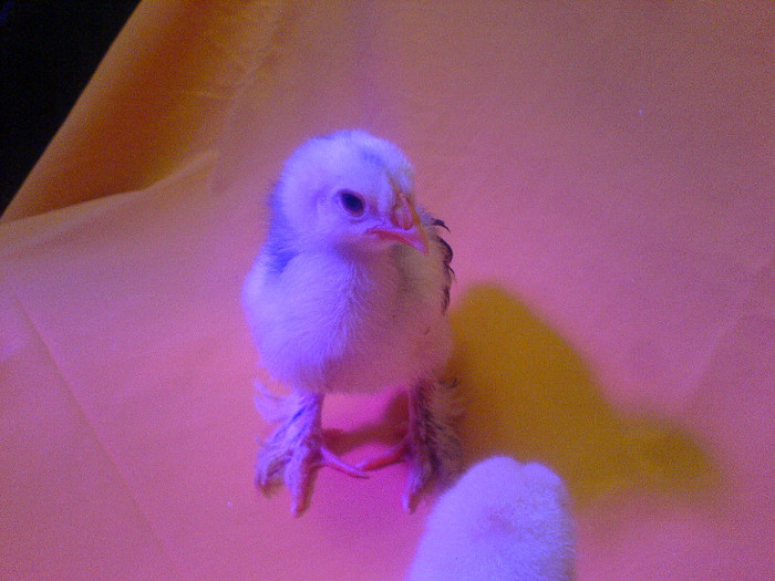 DSC02437