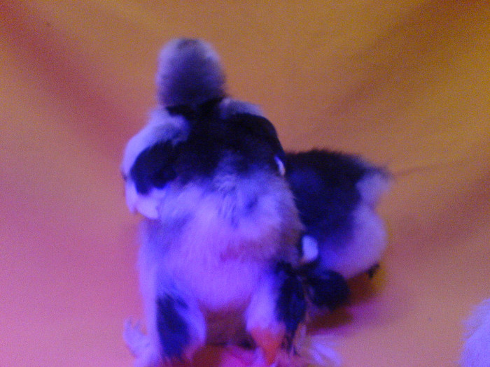 DSC02438