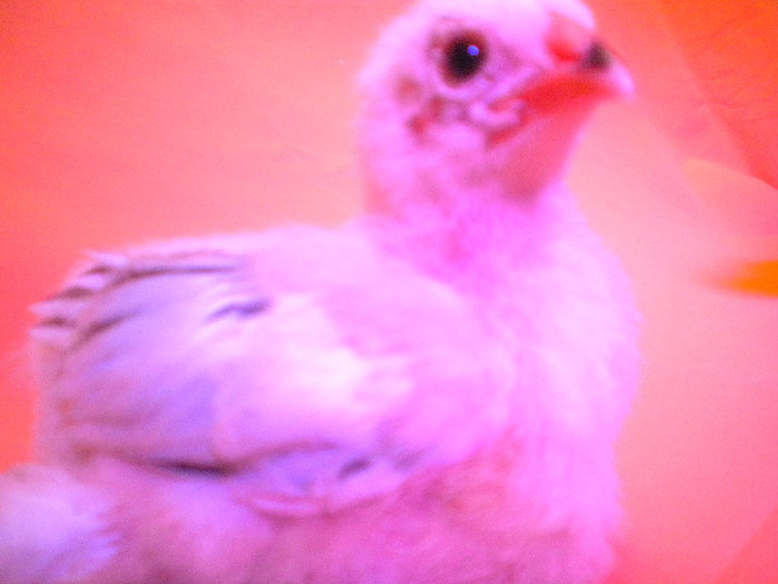 DSCN0856