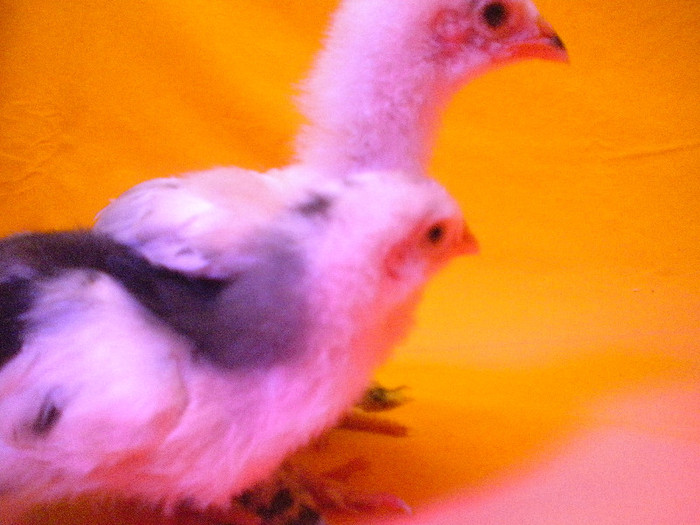 DSCN0858