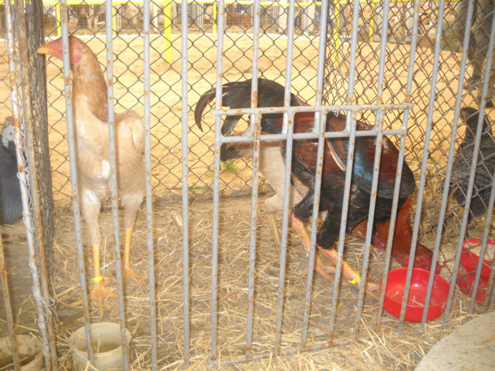 Picture 034 - 2012 AGRARIA