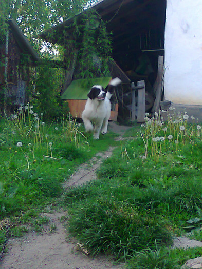 photo0523 - Iancu dupa o lunga perioada de boala crunta_ PARVOVIROZA