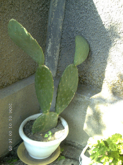 opuntia sp. - cactusi