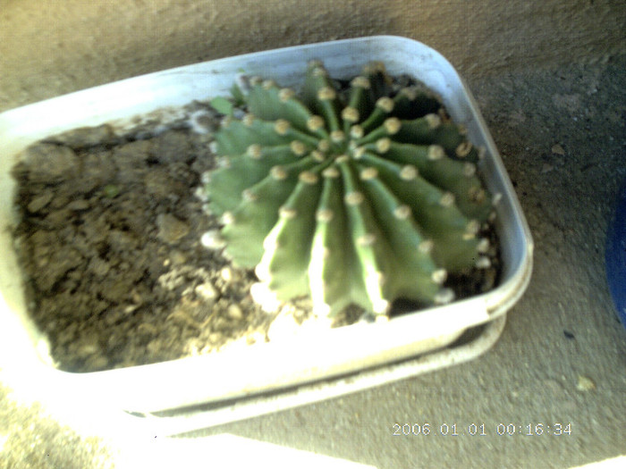 CRIM0045 - cactusi