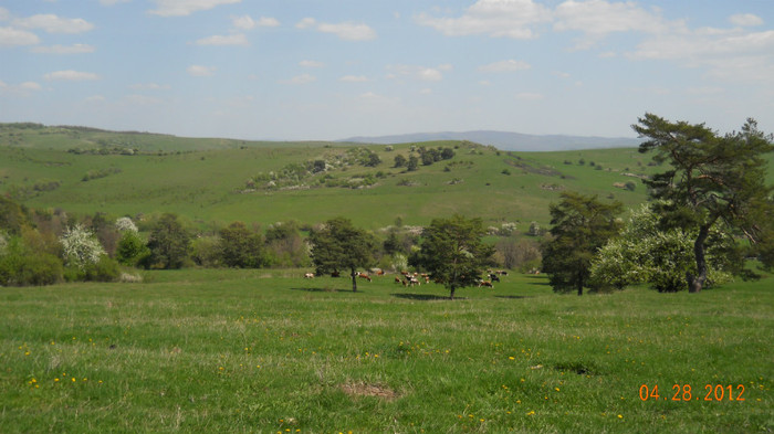 DSCN1499 - Pasunatul de vara  2012