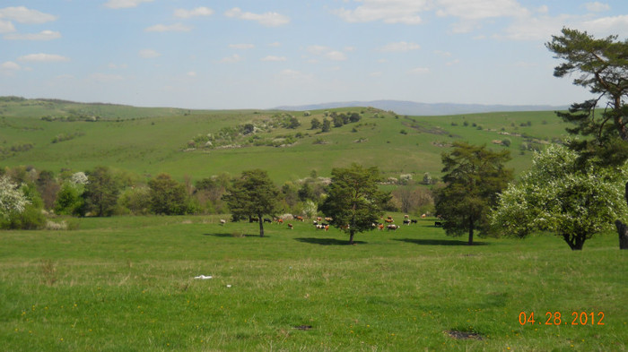 DSCN1501 - Pasunatul de vara  2012