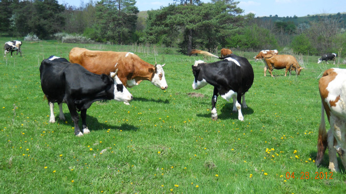 DSCN1509 - Pasunatul de vara  2012