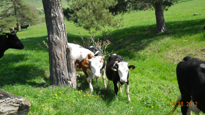 DSCN1510 - Pasunatul de vara  2012