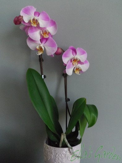 03 mai 2012 - 2012 Orhidee