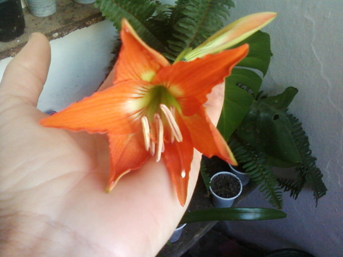 - A-Flori 2012