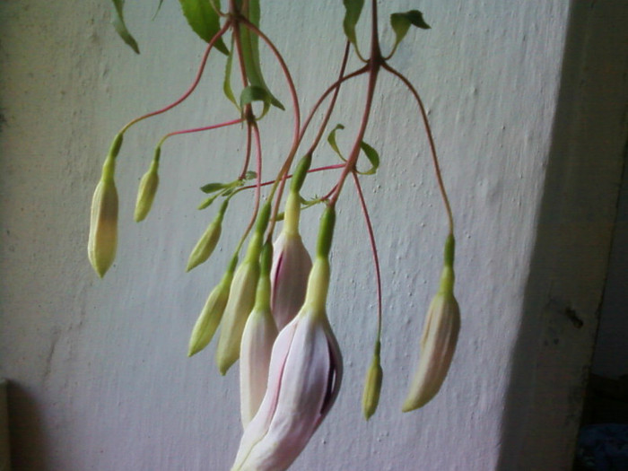  - A-Flori 2012