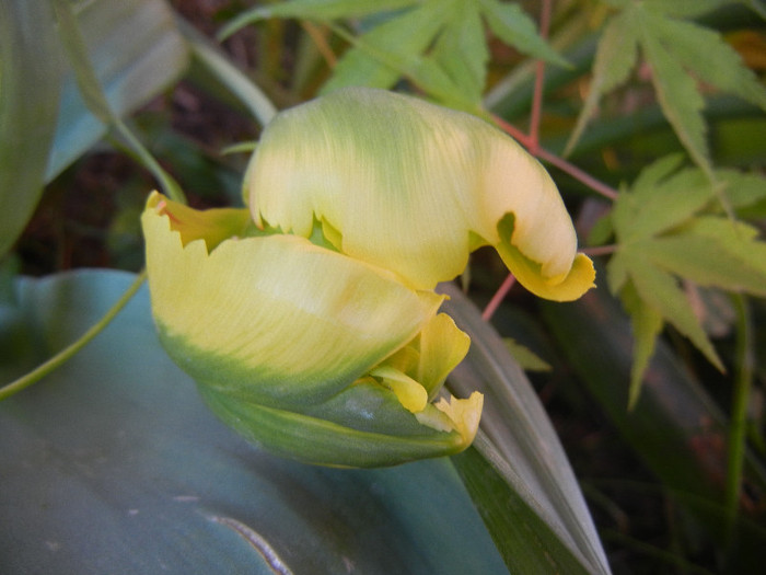 Tulipa Texas Gold (2012, May 03) - Tulipa Texas Gold