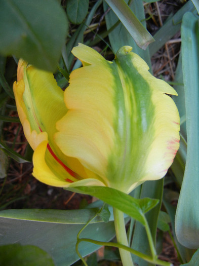 Tulipa Texas Gold (2012, May 03) - Tulipa Texas Gold