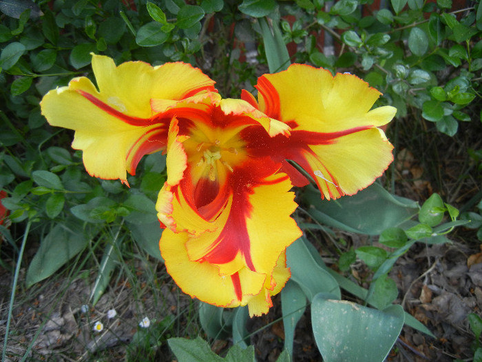 Tulipa Texas Flame (2012, May 03)