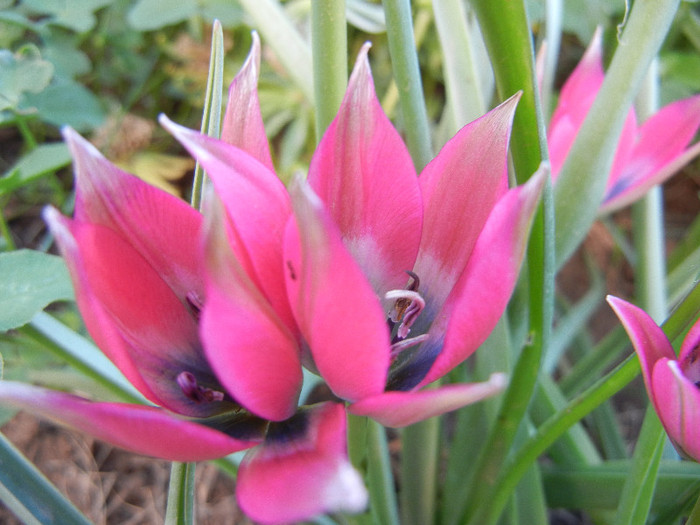 Tulipa Little Beauty (2012, April 30) - Tulipa Little Beauty