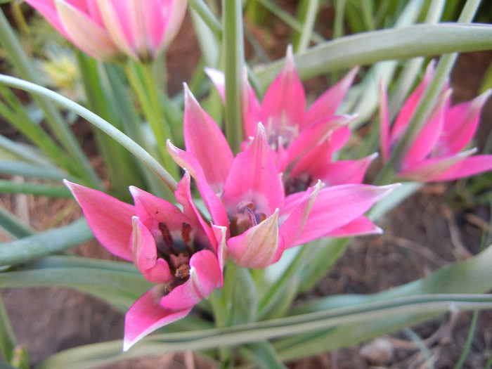 Tulipa Little Beauty (2012, April 30) - Tulipa Little Beauty
