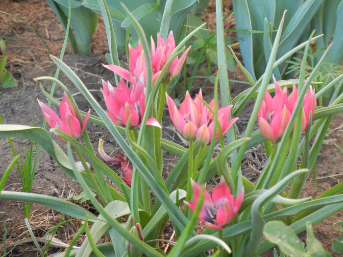 Tulipa Little Beauty (2012, April 30) - Tulipa Little Beauty